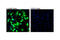 Arginase 1 antibody, 66297S, Cell Signaling Technology, Immunocytochemistry image 