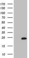 Interleukin 17B antibody, CF803409, Origene, Western Blot image 