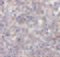 Autophagy Related 5 antibody, 5031, ProSci, Immunohistochemistry frozen image 