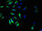 G Protein-Coupled Receptor 161 antibody, LS-C211631, Lifespan Biosciences, Immunofluorescence image 