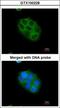 CYLD Lysine 63 Deubiquitinase antibody, GTX100228, GeneTex, Immunocytochemistry image 
