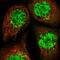 Conserved oligomeric Golgi complex subunit 6 antibody, HPA040441, Atlas Antibodies, Immunofluorescence image 