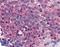 Prostaglandin E Receptor 1 antibody, 45-539, ProSci, Enzyme Linked Immunosorbent Assay image 