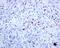Granzyme B antibody, ab134933, Abcam, Immunohistochemistry paraffin image 