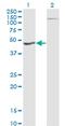 Homogentisate 1,2-Dioxygenase antibody, MA5-24579, Invitrogen Antibodies, Western Blot image 