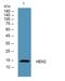 Nescient Helix-Loop-Helix 2 antibody, A07889, Boster Biological Technology, Enzyme Linked Immunosorbent Assay image 