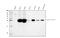 Glutathione S-Transferase Alpha 1 antibody, A01462-1, Boster Biological Technology, Western Blot image 