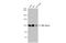 DNA Ligase 1 antibody, 56219, QED Bioscience, Western Blot image 