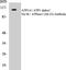 ATPase Na+/K+ Transporting Subunit Alpha 1 antibody, EKC1045, Boster Biological Technology, Western Blot image 