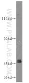 GATA Binding Protein 4 antibody, 19530-1-AP, Proteintech Group, Western Blot image 