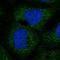 G Protein Subunit Beta 5 antibody, NBP1-83390, Novus Biologicals, Immunofluorescence image 