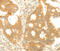 TRAF3 Interacting Protein 2 antibody, MBS2517603, MyBioSource, Immunohistochemistry frozen image 