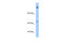 Niban Apoptosis Regulator 1 antibody, 29-790, ProSci, Western Blot image 