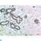 Insulin Receptor antibody, LS-C813896, Lifespan Biosciences, Immunohistochemistry paraffin image 