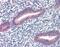 Twist Family BHLH Transcription Factor 1 antibody, NB120-49254, Novus Biologicals, Immunohistochemistry paraffin image 