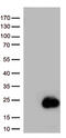 Baculoviral IAP repeat-containing protein 5 antibody, TA502235, Origene, Western Blot image 