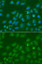 Origin Recognition Complex Subunit 6 antibody, 19-655, ProSci, Immunofluorescence image 