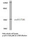 p53 antibody, LS-C177936, Lifespan Biosciences, Western Blot image 