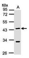 Krueppel-like factor 15 antibody, PA5-28133, Invitrogen Antibodies, Western Blot image 