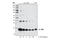 Interleukin 1 Receptor Antagonist antibody, 3865S, Cell Signaling Technology, Western Blot image 