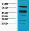 RuBisCO  antibody, STJ97110, St John