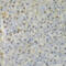 Heterogeneous Nuclear Ribonucleoprotein D antibody, 18-333, ProSci, Immunohistochemistry frozen image 