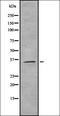 ROAA antibody, orb335263, Biorbyt, Western Blot image 