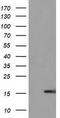 Ubiquitin Like 4A antibody, LS-C172677, Lifespan Biosciences, Western Blot image 