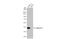 Calponin 3 antibody, GTX106174, GeneTex, Western Blot image 