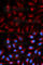 Transducin-like enhancer protein 1 antibody, A5501, ABclonal Technology, Immunofluorescence image 