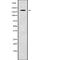 Ubiquitin Specific Peptidase 54 antibody, abx148719, Abbexa, Western Blot image 