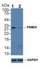 Proteasome 26S Subunit, Non-ATPase 9 antibody, LS-C315045, Lifespan Biosciences, Western Blot image 