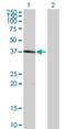 Hematopoietic SH2 Domain Containing antibody, H00084941-B02P, Novus Biologicals, Western Blot image 