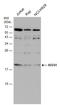 KiSS-1 Metastasis Suppressor antibody, GTX130503, GeneTex, Western Blot image 