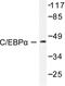 CCAAT Enhancer Binding Protein Alpha antibody, LS-C176264, Lifespan Biosciences, Western Blot image 