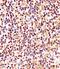 Cyclin D1 antibody, 61-430, ProSci, Immunohistochemistry frozen image 