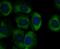 Sodium Channel Epithelial 1 Gamma Subunit antibody, NBP2-76964, Novus Biologicals, Immunofluorescence image 