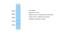 C-C Motif Chemokine Ligand 18 antibody, NBP1-79940, Novus Biologicals, Western Blot image 