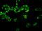 Proteasome Subunit Alpha 7 antibody, LS-B9946, Lifespan Biosciences, Immunofluorescence image 