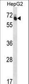 GUF1 Homolog, GTPase antibody, LS-C166745, Lifespan Biosciences, Western Blot image 