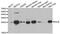 RAS Like Proto-Oncogene B antibody, A03556, Boster Biological Technology, Western Blot image 