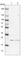 Eukaryotic Translation Initiation Factor 3 Subunit K antibody, HPA045446, Atlas Antibodies, Western Blot image 