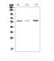 Caspase 8 antibody, A00042-1, Boster Biological Technology, Western Blot image 