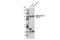 Glutamate Ionotropic Receptor AMPA Type Subunit 4 antibody, 8010S, Cell Signaling Technology, Western Blot image 