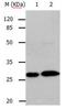 RAB3C, Member RAS Oncogene Family antibody, orb107462, Biorbyt, Western Blot image 
