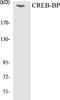 CREB Binding Protein antibody, EKC1141, Boster Biological Technology, Western Blot image 