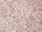 WW Domain Containing E3 Ubiquitin Protein Ligase 1 antibody, orb100758, Biorbyt, Immunohistochemistry paraffin image 