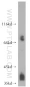 RNA Polymerase I And III Subunit C antibody, 15923-1-AP, Proteintech Group, Western Blot image 