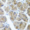 Cadherin Related 23 antibody, 18-812, ProSci, Immunohistochemistry frozen image 
