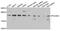 RNA Polymerase II Subunit G antibody, PA5-76201, Invitrogen Antibodies, Western Blot image 